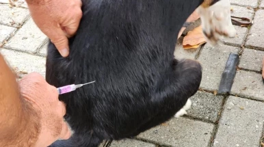 Prefeitura de Taubaté realiza vacinação antirrábica de cães e gatos no Água Quente Prefeitura de Taubaté realiza vacinação antirrábica de cães e gatos no Água Quente