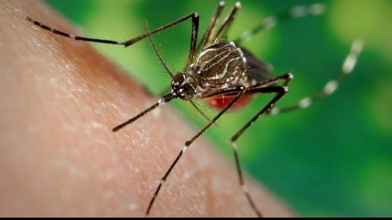 Universidade lançará projeto ecológico contra dengue