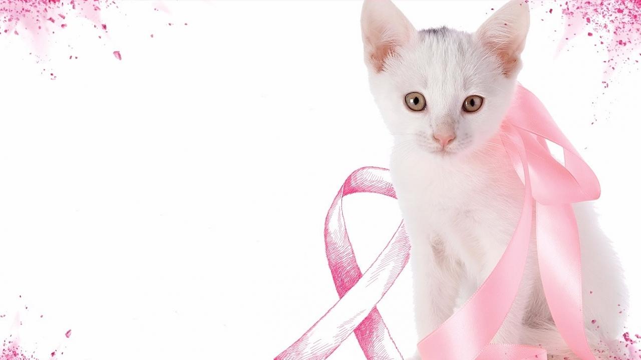 “Estima Rosa” alerta para prevenção do câncer de mama em pets