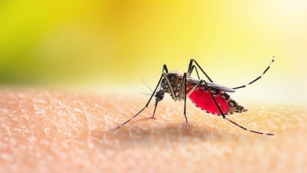 Taubaté entre em situação de emergência por epidemia de dengue