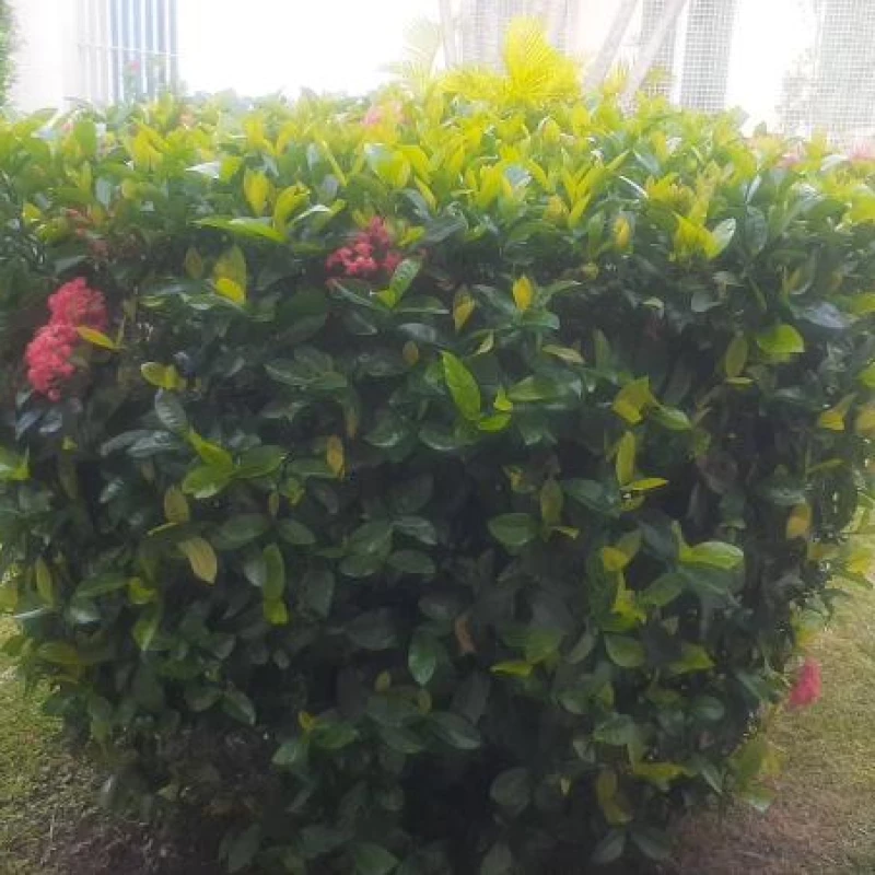 Jardinagem