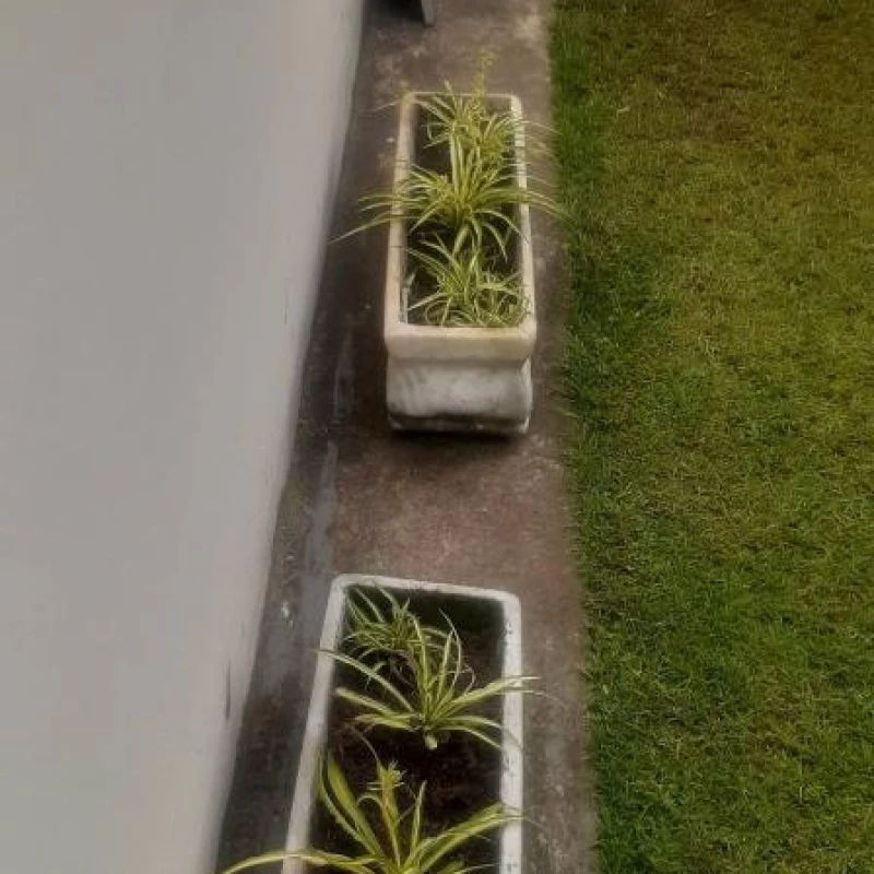 Jardinagem