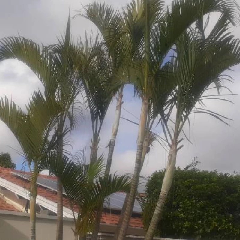 Jardinagem