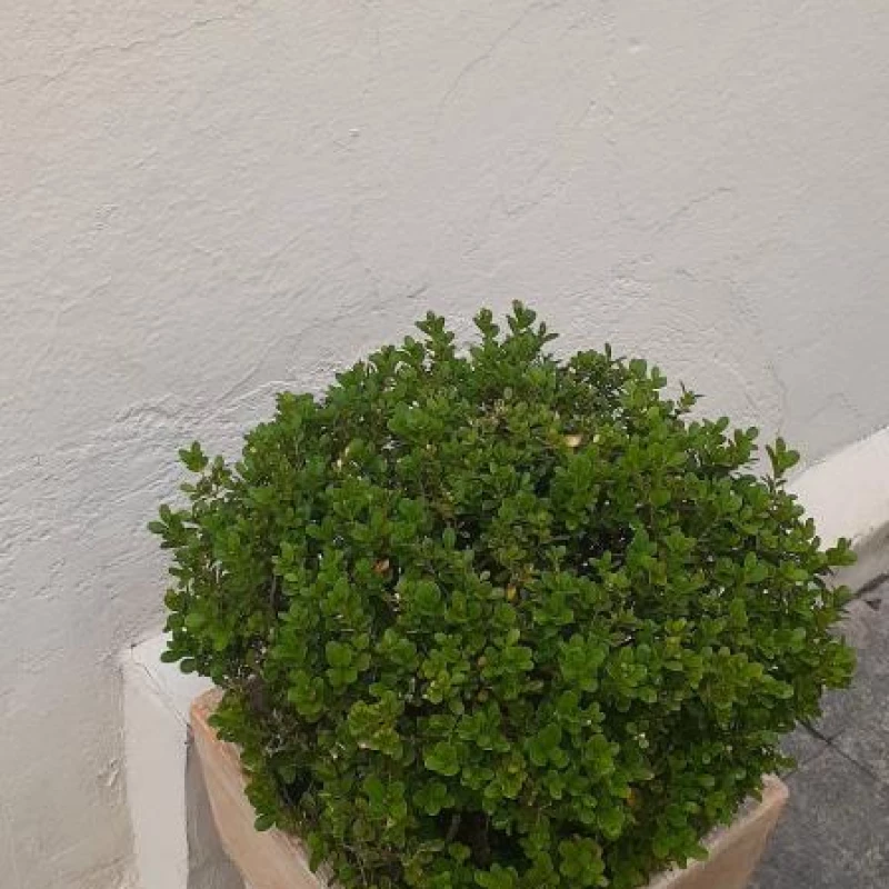 Jardinagem