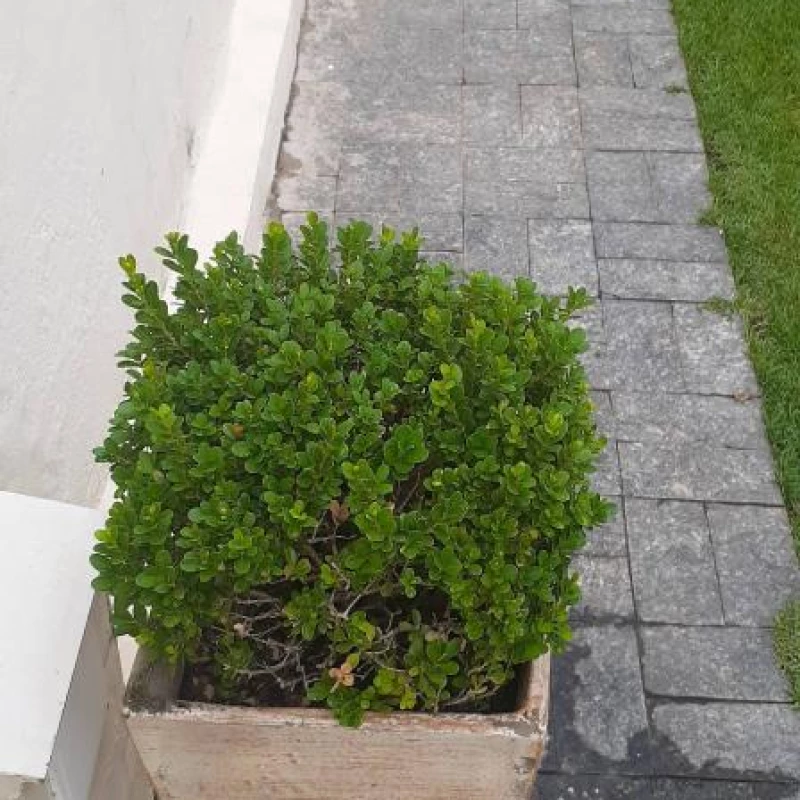 Jardinagem