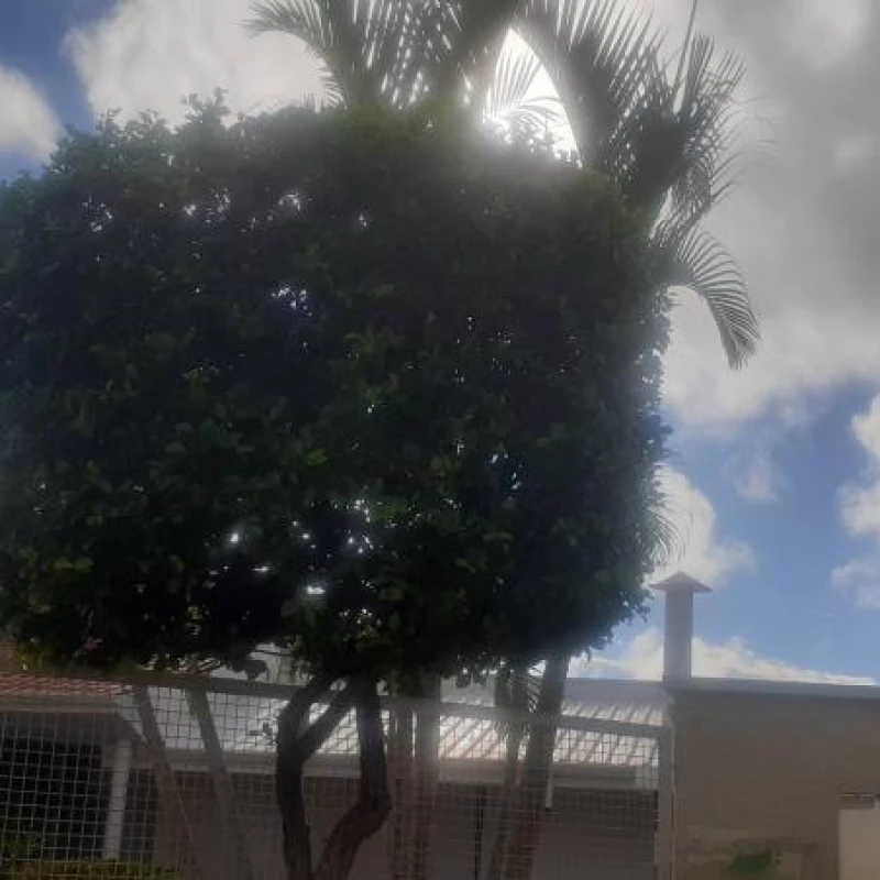 Jardinagem