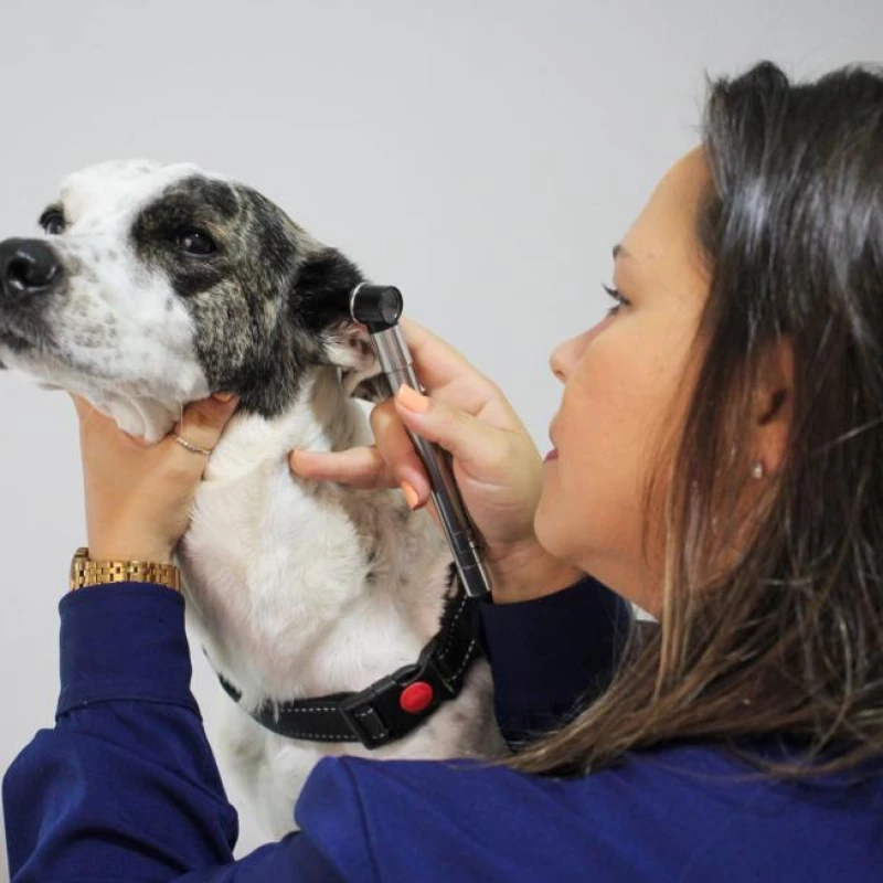 Coleta de Exames para Cães e Gatos