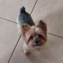 Foto 1:  Pet Hotel do Conde