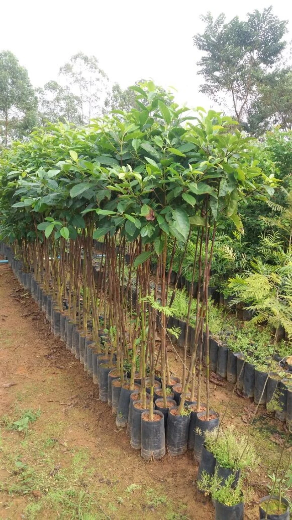 Foto 2:  — Gramas Área Verde