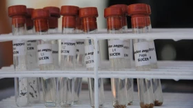 Taubaté encerra 2015 com 74% menos casos de dengue