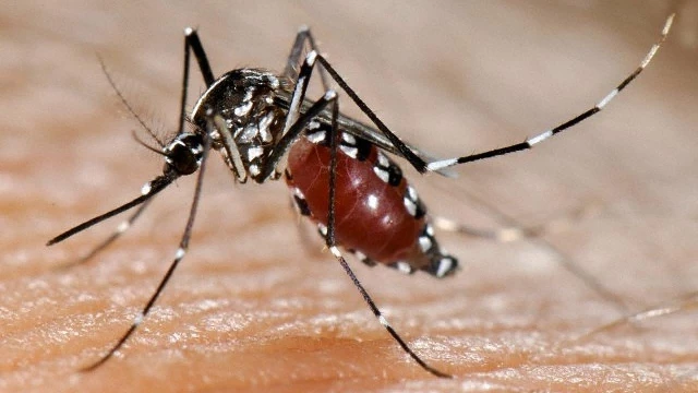 Levantamento de larvas do Aedes aegypti tem início na cidade