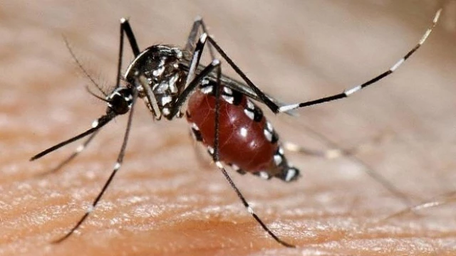 Caso importado é primeiro registro de zika vírus em Taubaté