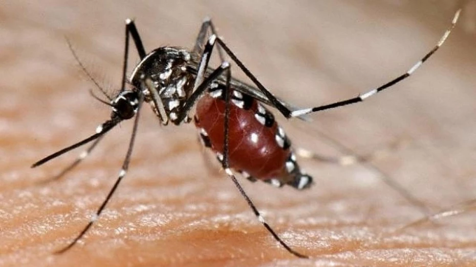 Caso importado é primeiro registro de zika vírus em Taubaté Caso importado é primeiro registro de zika vírus em Taubaté
