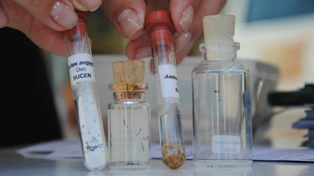 Cidade recebe 1.200 denúncias de criadouros do mosquito Aedes