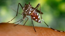 Taubaté supera 300 casos de dengue e entra em estado epidêmico