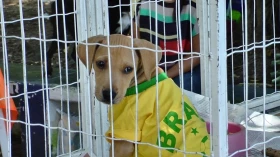 ONG ajuda animais de rua a encontrar lar