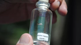 Cidade passa dos 450 casos de dengue confirmados