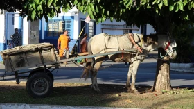 Câmara decide pela proibição de carroças em vias pavimentadas