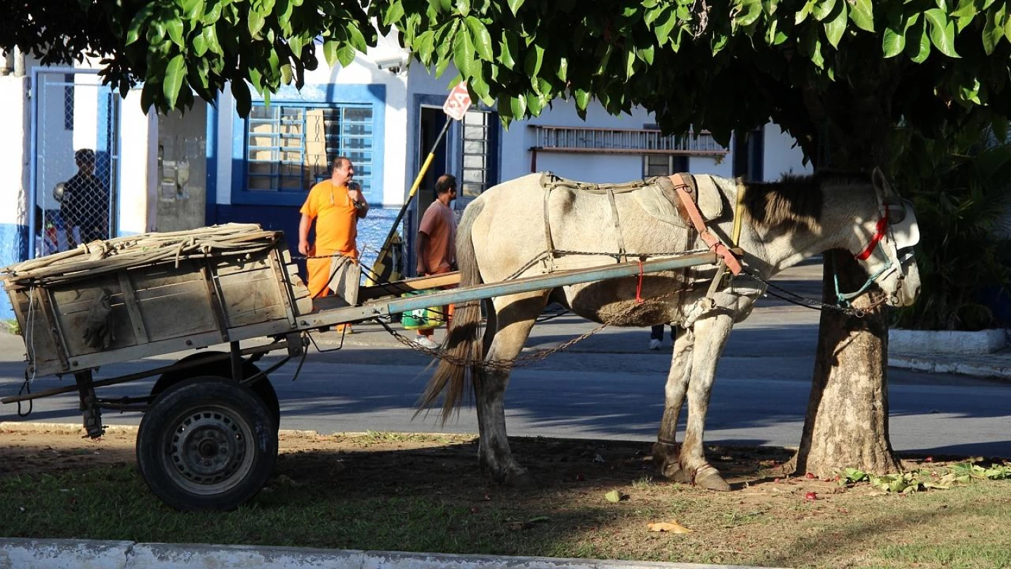Câmara decide pela proibição de carroças em vias pavimentadas