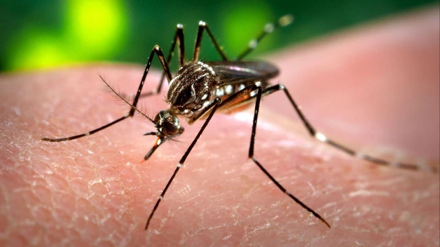 Cidade passa dos 700 casos de dengue