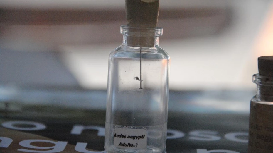 Taubaté investiga dois casos de suspeitas de morte por dengue Taubaté investiga dois casos de suspeitas de morte por dengue
