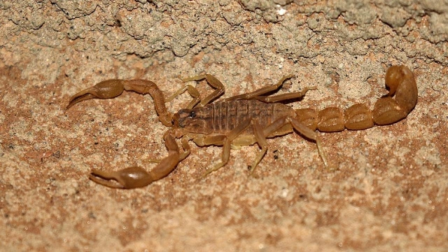 Santa Tereza recebe operação contra escorpiões e Aedes aegypti