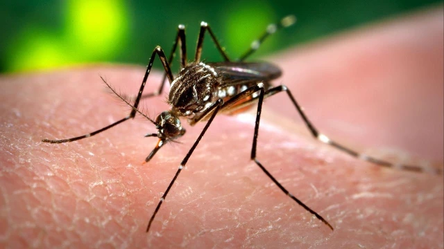 Taubaté já soma mais de 2.400 casos positivos de dengue
