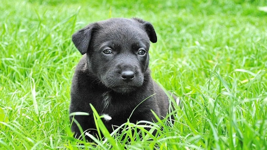 Um novo cãozinho em casa 