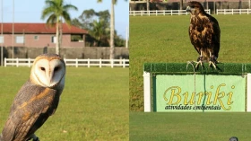 Programação de domingo recebe Aves de Rapina