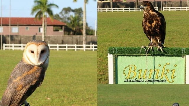 Programação de domingo recebe Aves de Rapina
