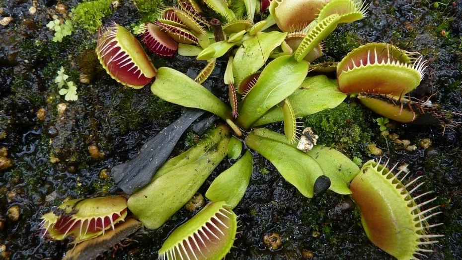 Plantas Carnívoras é tema de programação no Sesc 