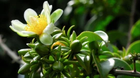 Clube ensina a preparar pratos com plantas alimentícias