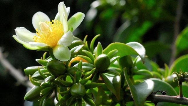Clube ensina a preparar pratos com plantas alimentícias