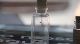 Taubaté zera casos de dengue em oito semanas