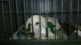 Lei define que maus tratos a animais acarretarão em multa