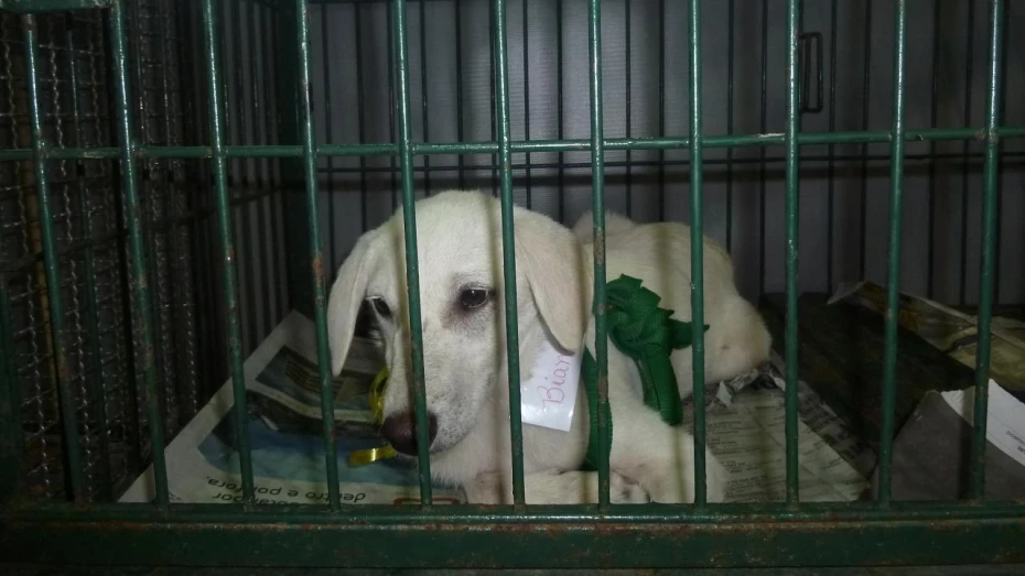 Lei define que maus tratos a animais acarretarão em multa