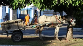 Câmara aprova texto que proíbe veículos de tração animal na zona urbana