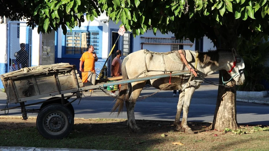 Câmara aprova texto que proíbe veículos de tração animal na zona urbana
