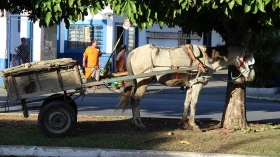 Lei que proíbe veículos de tração animal na zona urbana é sancionada Lei que proíbe veículos de tração animal na zona urbana é sancionada