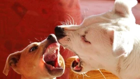 Tipos de agressividade