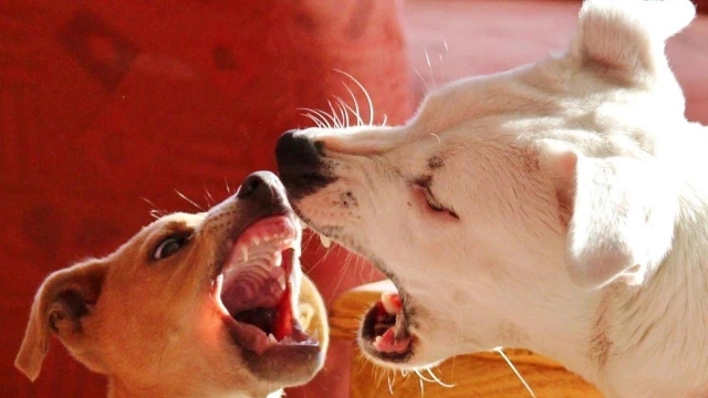 Tipos de agressividade
