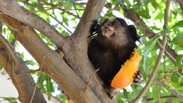 Instituto descarta mortes de macacos por febre amarela em Taubaté