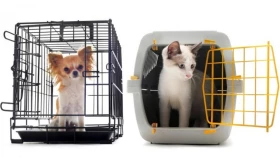 Como ensinar os pets a gostarem da caixa de transporte?
