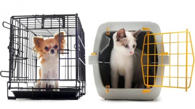 Como ensinar os pets a gostarem da caixa de transporte?