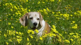 É possível que cães idosos sejam adestrados?