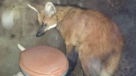 Lobo guará é encontrado em bar no bairro Monte Belo