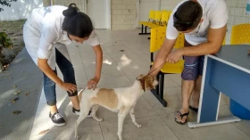 Nova etapa da vacinação antirrábica acontece neste sábado