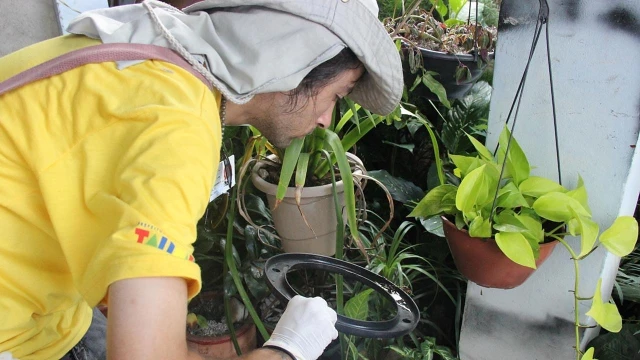 Análise de densidade larvária começa em Taubaté