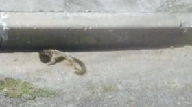 Vigilância investiga morte de três macacos em Taubaté