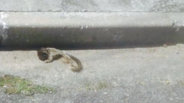 Vigilância investiga morte de três macacos em Taubaté